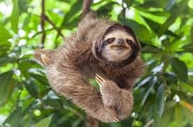 sloth