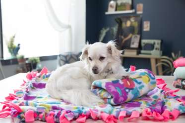 Creativebug dog blanket